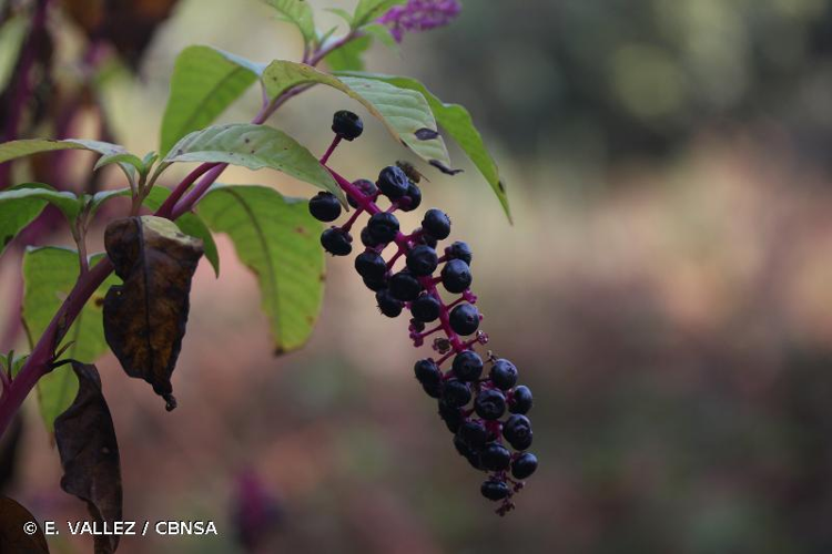 <i>Phytolacca americana</i> L., 1753 &copy; E. VALLEZ / CBNSA