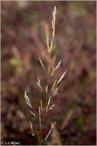 <i>Agrostis capillaris</i> L., 1753 &copy; null