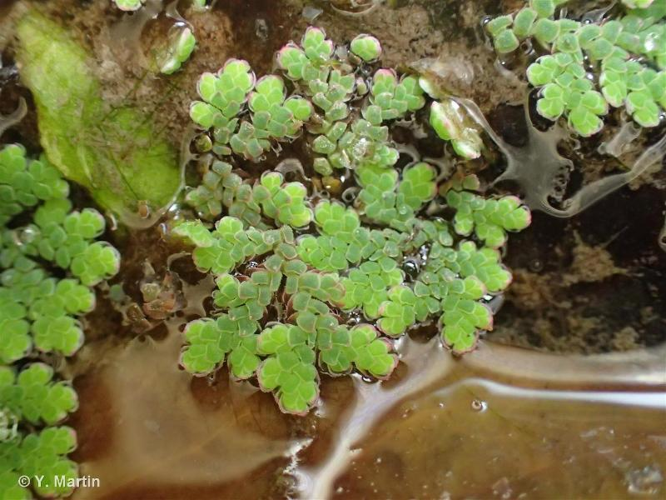 <i>Azolla filiculoides</i> Lam., 1783 &copy; null