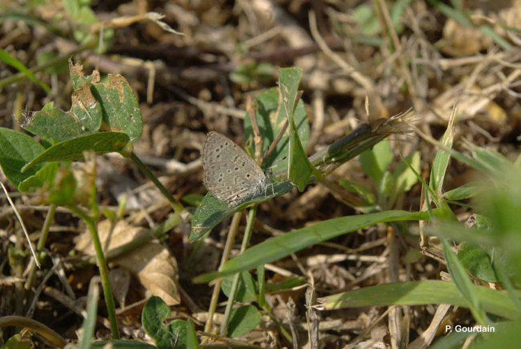 <i>Zizina antanossa</i> (Mabille, 1877) &copy; P. Gourdain