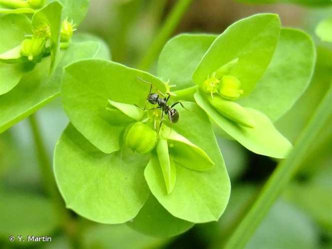 <i>Euphorbia peplus</i> L., 1753 &copy; Y. Martin