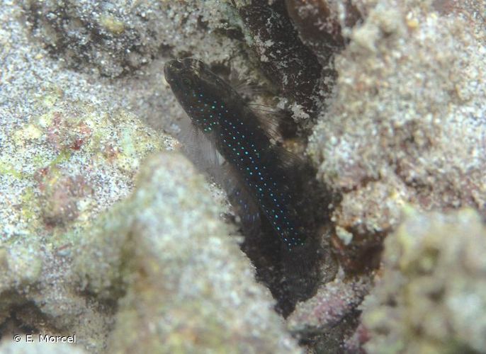 <i>Asterropteryx semipunctata</i> Rüppell, 1830 &copy; E. Morcel