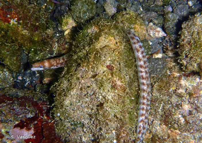 <i>Gymnothorax chilospilus</i> Bleeker, 1864 &copy; S. Vasquez