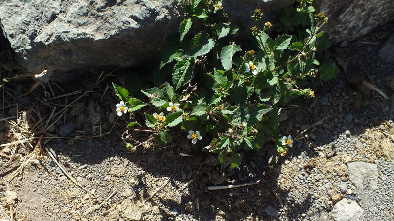 <i>Bidens pilosa</i> L., 1753 &copy; F. Michalke