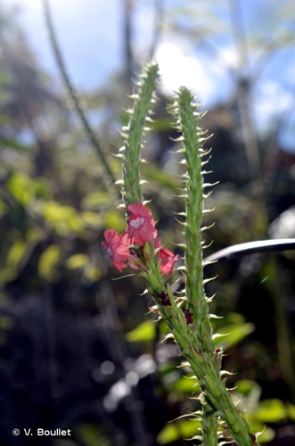 <i>Stachytarpheta mutabilis</i> (Jacq.) Vahl, 1804 &copy; V. Boullet