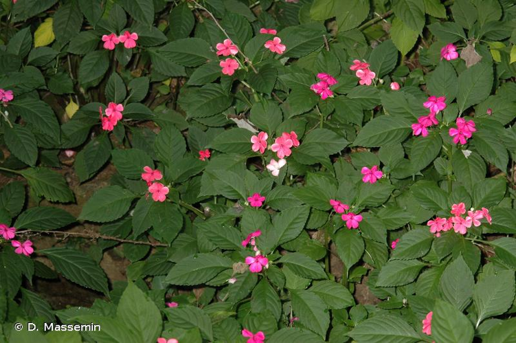 <i>Impatiens walleriana</i> Hook.f., 1868 &copy; D. Massemin
