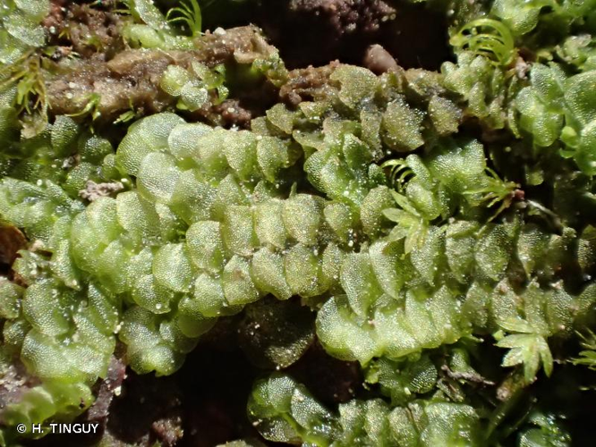 <i>Calypogeia fissa</i> (L.) Raddi, 1818 &copy; H. TINGUY