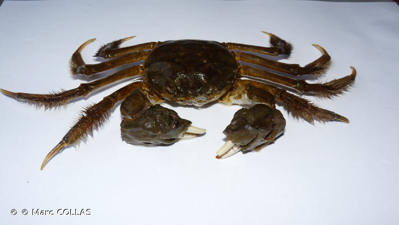 <i>Eriocheir sinensis</i> H. Milne Edwards, 1853 &copy; © Marc COLLAS
