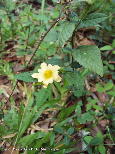 <i>Sida acuta</i> Burm.f., 1768 &copy; C. Delnatte - DEAL Martinique