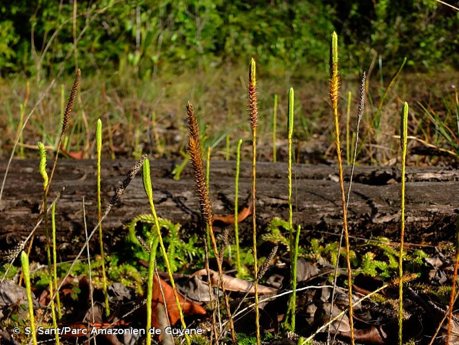 <i>Pseudolycopodiella meridionalis</i> (Underw. & F.E.Lloyd) Holub, 1983 &copy; S. Sant/Parc Amazonien de Guyane