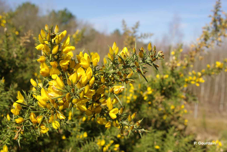 <i>Ulex europaeus</i> L., 1753 &copy; P. Gourdain