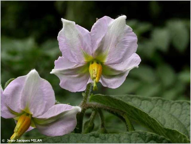 <i>Solanum tuberosum</i> L., 1753 &copy; J.-J. Milan
