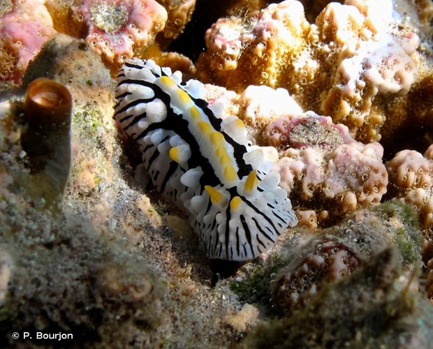 <i>Phyllidia marindica</i> (Yonow & Hayward, 1991) &copy; P. Bourjon