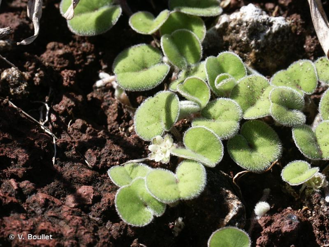 <i>Dichondra repens</i> J.R.Forst. & G.Forst., 1775 &copy; V. Boullet