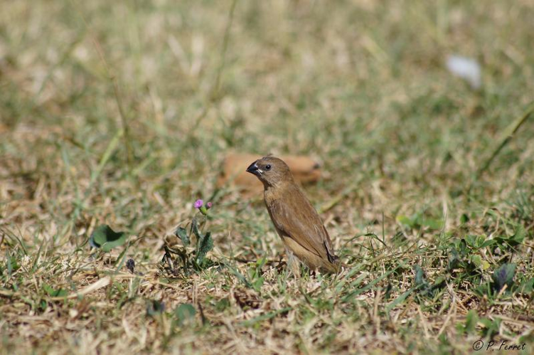 <i>Lonchura punctulata</i> (Linnaeus, 1758) &copy; P. Ferret