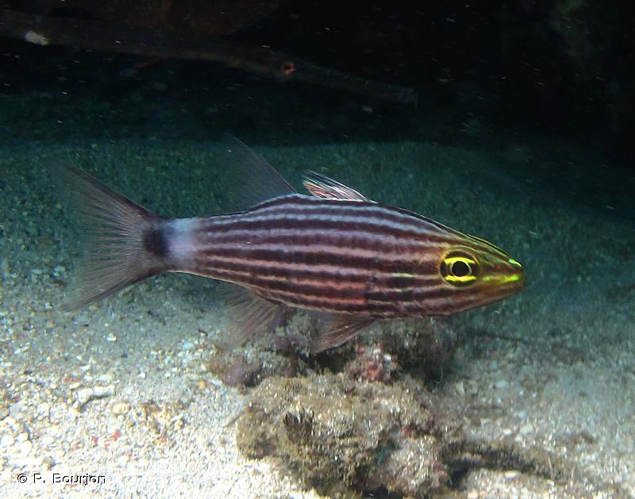 <i>Cheilodipterus macrodon</i> (Lacepède, 1802) &copy; P. Bourjon