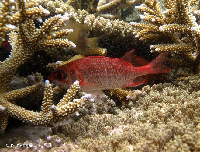 <i>Sargocentron punctatissimum</i> (Cuvier, 1829) &copy; P. Bourjon