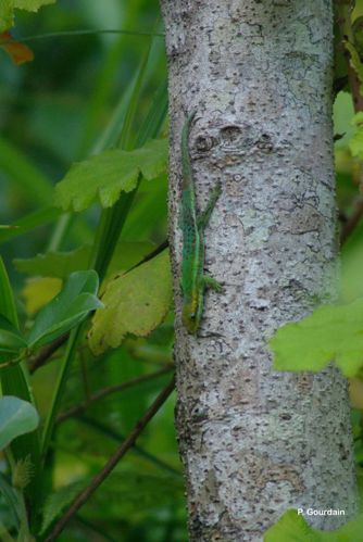 <i>Phelsuma borbonica mater</i> Meier, 1995 &copy; P. Gourdain