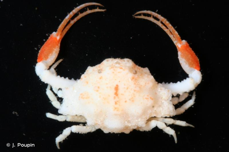 <i>Coralliocryptus caementa</i> Komai & Ng, 2012 &copy; J. Poupin