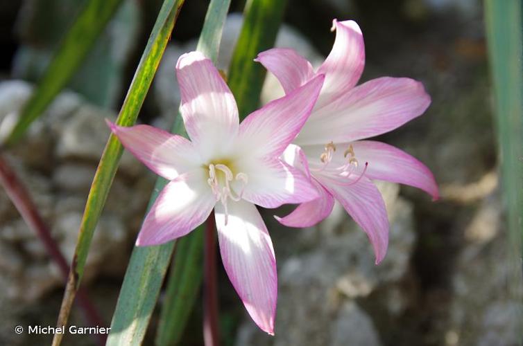 <i>Amaryllis belladonna</i> L., 1753 &copy; Michel Garnier