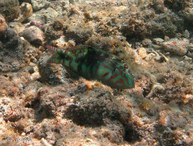 <i>Halichoeres nebulosus</i> (Valenciennes, 1839) &copy; P. Bourjon