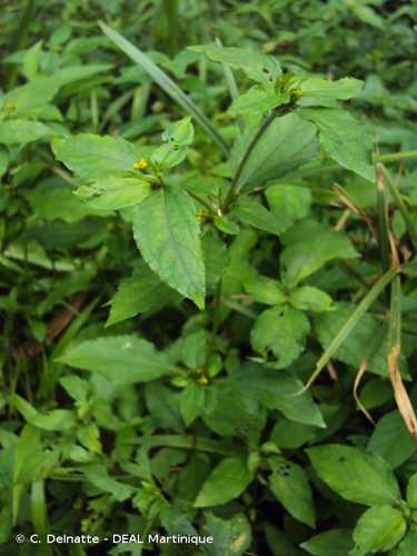 <i>Synedrella nodiflora</i> (L.) Gaertn., 1791 &copy; C. Delnatte - DEAL Martinique