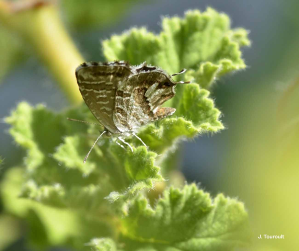 <i>Cacyreus marshalli</i> Butler, 1898 &copy; J. Touroult