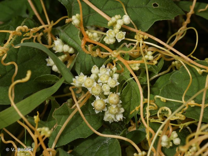 <i>Cuscuta campestris</i> Yunck., 1932 &copy; V. Boullet