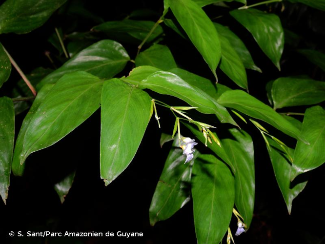 <i>Stromanthe tonckat</i> (Aubl.) Eichler, 1884 &copy; S. Sant/Parc Amazonien de Guyane