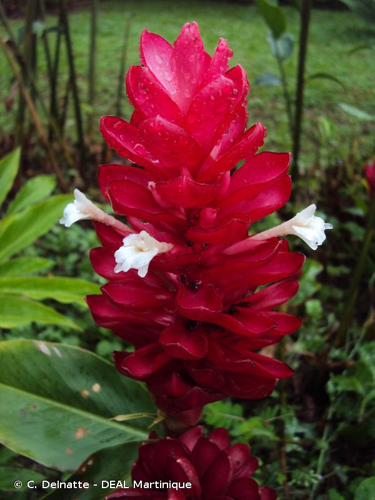 <i>Alpinia purpurata</i> (Vieill.) K.Schum., 1904 &copy; C. Delnatte - DEAL Martinique