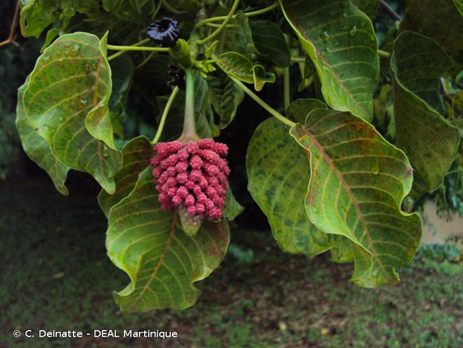 <i>Hura crepitans</i> L., 1753 &copy; C. Delnatte - DEAL Martinique
