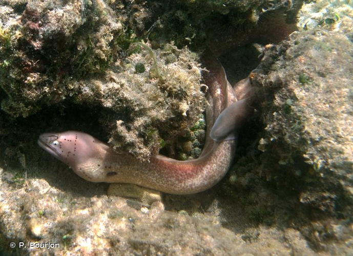 <i>Gymnothorax griseus</i> (Lacepède, 1803) &copy; P. Bourjon