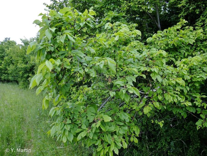 <i>Ulmus minor</i> Mill., 1768 &copy; null