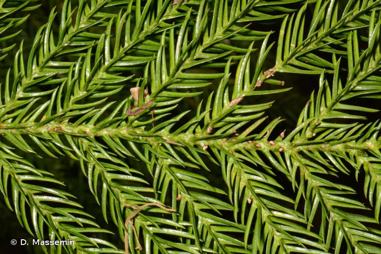 <i>Araucaria columnaris</i> (G.Forst.) Hook., 1852 &copy; D. Massemin