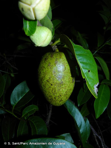<i>Annona glabra</i> L., 1753 &copy; S. Sant/Parc Amazonien de Guyane