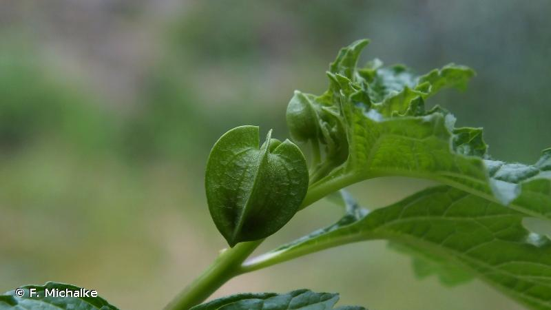 <i>Nicandra physalodes</i> (L.) Gaertn., 1791 &copy; F. Michalke