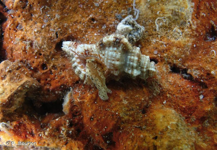 <i>Monoplex nicobaricus</i> (Röding, 1798) &copy; P. Bourjon
