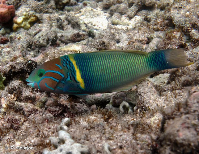 <i>Thalassoma hebraicum</i> (Lacepède, 1801) &copy; P. Bourjon