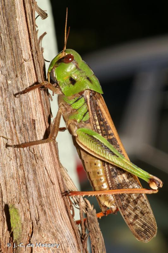 <i>Locusta migratoria</i> (Linnaeus, 1758) &copy; J.-C. de Massary