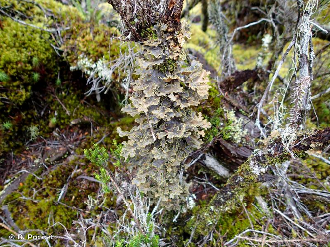 <i>Pseudocyphellaria aurata</i> (Ach.) Vain., 1890 &copy; R. Poncet