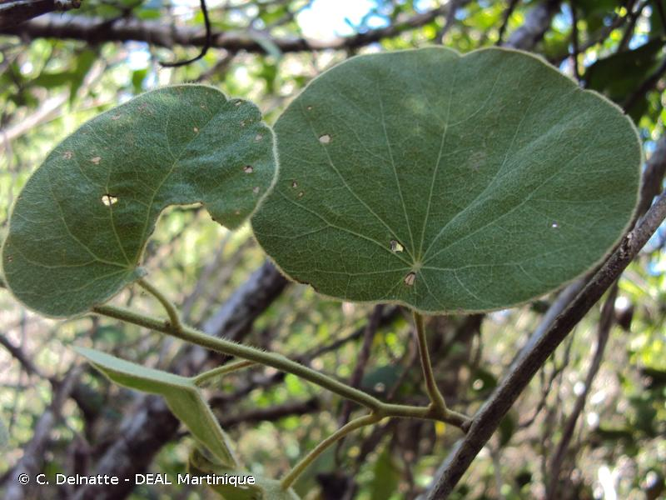 <i>Cissampelos pareira</i> L., 1753 &copy; C. Delnatte - DEAL Martinique
