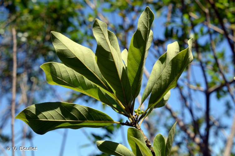 <i>Litsea glutinosa</i> (Lour.) C.B.Rob., 1911 &copy; V. Boullet