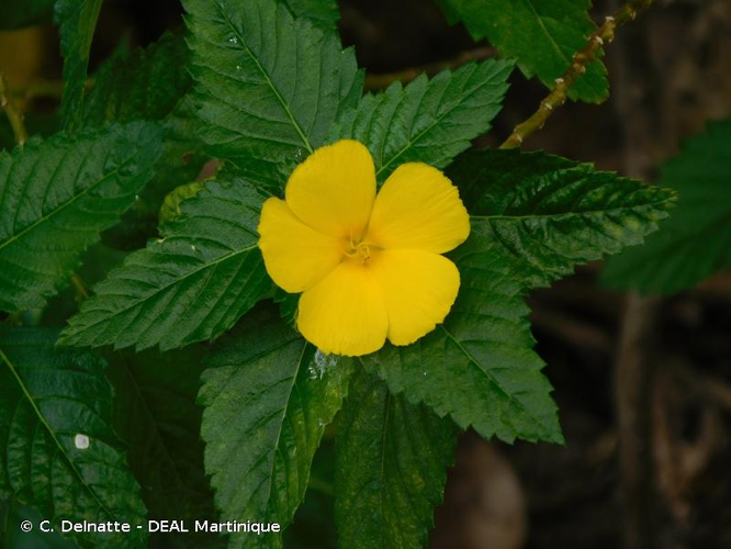 <i>Turnera ulmifolia</i> L., 1753 &copy; C. Delnatte - DEAL Martinique