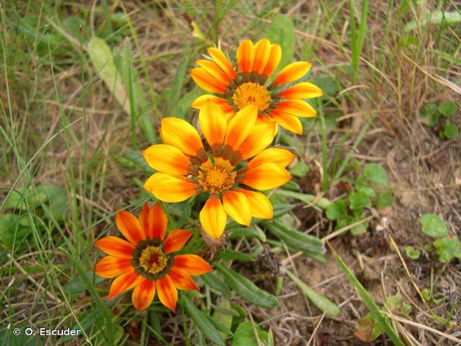 <i>Gazania rigens</i> (L.) Gaertn., 1791 &copy; O. Escuder