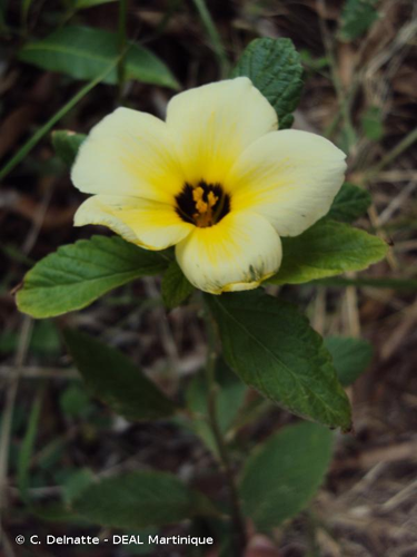 <i>Turnera subulata</i> Sm., 1817 &copy; C. Delnatte - DEAL Martinique