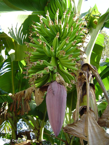 <i>Musa </i>x<i> paradisiaca</i> L., 1753 &copy; C. Delnatte