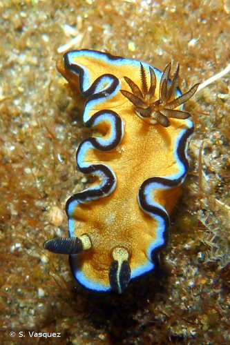 <i>Doriprismatica atromarginata</i> (Cuvier, 1804) &copy; S. Vasquez