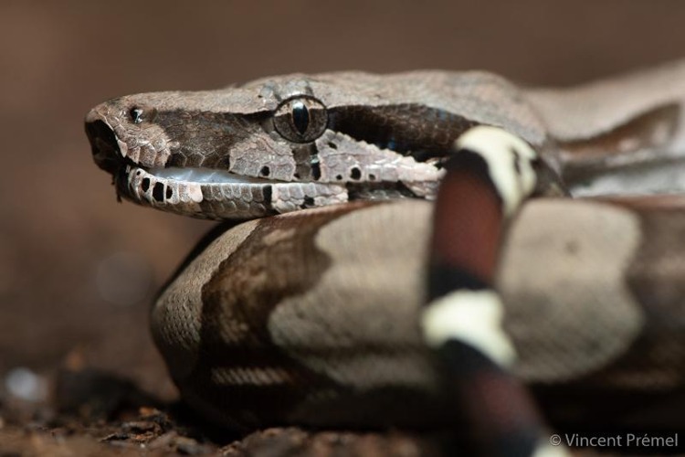 <i>Boa constrictor</i> Linnaeus, 1758 &copy; null