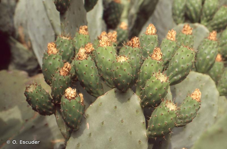 <i>Opuntia ficus-indica</i> (L.) Mill., 1768 &copy; O. Escuder
