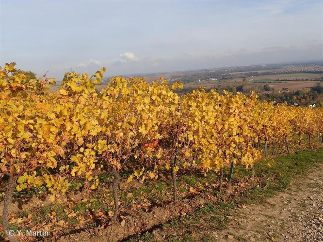 <i>Vitis vinifera</i> L., 1753 &copy; null